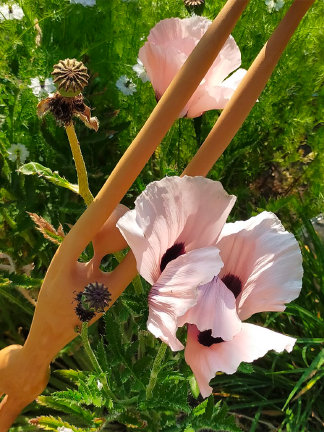 photo ARP_image0000011